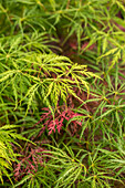 Acer palmatum 'Dissectum'