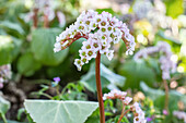 Bergenia cordifolia 'Schneekönigin'®