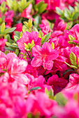 Rhododendron obtusum 'Little Red'