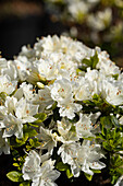 Rhododendron obtusum 'Kermesina Alba'
