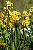 Narcissus tazetta