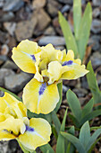 Iris barbata-nana 'Stockholm'