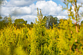 Thuja occidentalis 'Golden Smaragd'®