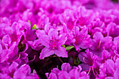Rhododendron obtusum 'Lady Dark'®