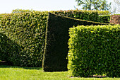 various hedges