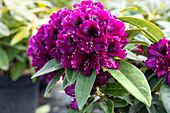Rhododendron 'Dramatic Dark'®(s)