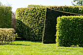 various hedges