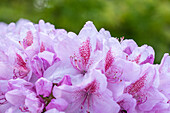 Rhododendron, pink