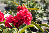 Rhododendron 'Wilgen´s Ruby'