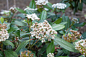 Viburnum davidii