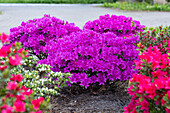 Rhododendron obtusum