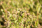 Vaccinium corymbosum 'Nelson'