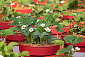 Fragaria vesca 'Lucky Berry'®