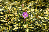 Rhododendron 'Blattgold'