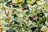 Osmanthus heterophyllus 'Tricolor'