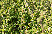 Corylus avellana 'Scooter'