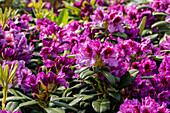 Rhododendron 'Blaue Jungs'