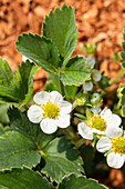 Fragaria vesca 'Lucky Berry'®