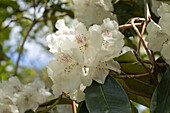 Rhododendron 'Boddaertianum'