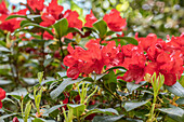 Rhododendron repens 'Parkjuwel'