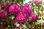 Rhododendron 'Antoon van Welie'