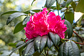 Rhododendron 'Blandyanum'