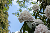 Rhododendron 'Boddaertianum'