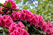 Rhododendron 'Boskoop'