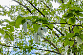 Davidia involucrata vilmoriniana