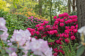 Rhododendron large-flowered, carmine red
