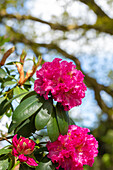 Rhododendron großblumig, pink