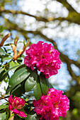 Rhododendron large-flowered, pink