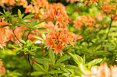 Rhododendron rustica 'Freya'