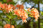 Rhododendron rustica 'Freya'