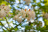 Rhododendron mixtum 'Ariadne'