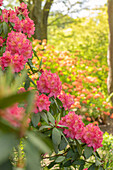 Rhododendron large-flowered, dark pink