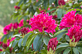 Rhododendron 'Moorrose'