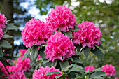 Rhododendron 'Moorrose'