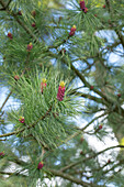 Pinus cembra var. sibirica