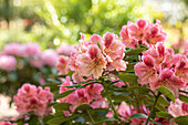 Rhododendron 'Djingestan'