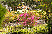 Rhododendron obtusum 'Madame Albert van Hecke'