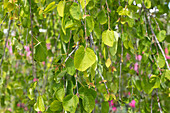 Cercidiphyllum japonicum 'Pendulum'