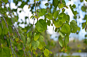 Cercidiphyllum japonicum 'Pendulum'