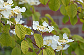 Viburnum plicatum 'Watanabe'