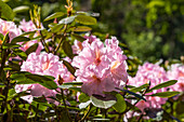 Rhododendron 'Madleen'