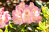 Rhododendron 'Felicitas'
