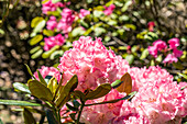 Rhododendron yakushimanum 'Valerie'