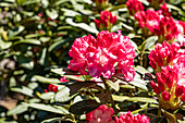 Rhododendron yakushimanum 'Rosa Wolke'