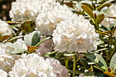 Rhododendron yakushimanum 'Snow Crown'