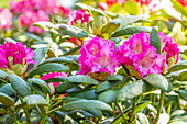 Rhododendron yakushimanum 'Rosita'